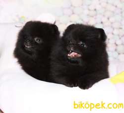 Pomeranian Yavruları BLACK 3