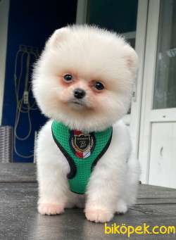 POMERANİAN BOO YAVRULARI 2