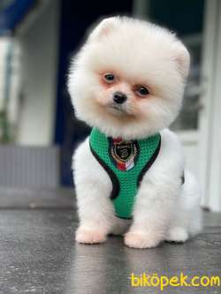 POMERANİAN BOO YAVRULARI 4