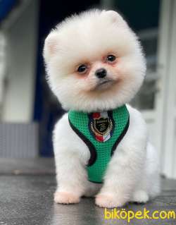 POMERANİAN BOO YAVRULARI 5