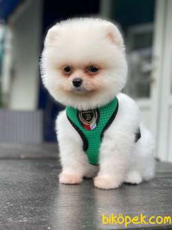 POMERANİAN BOO YAVRULARI 3