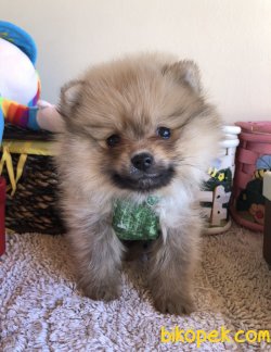Pomeranian Yavrularımız 2