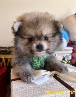 Pomeranian Yavrularımız 1