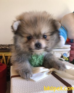 Pomeranian Yavrularımız 3