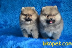 POMERANİAN YAVRULARIMIZ 1