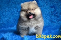 POMERANİAN YAVRULARIMIZ 4