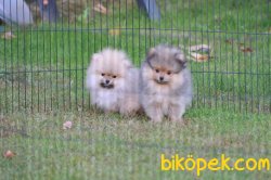 Pomeranian Yavrularımız 1
