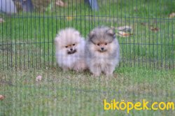 Pomeranian Yavrularımız 2