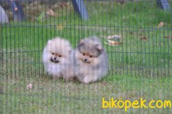 Pomeranian Yavrularımız 3