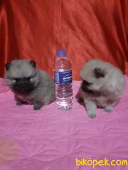 POMERANİAN YAVRULARIMIZ 1