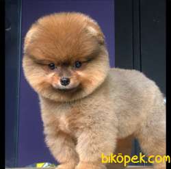 Pomeranian Yavrularımız Gelmiştir 2