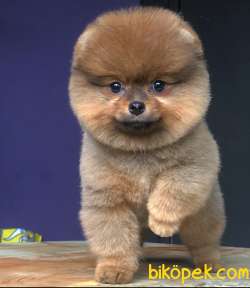 Pomeranian Yavrularımız Gelmiştir 1