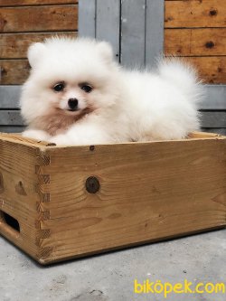Pomeranian Yavrularımız Sağlık Garantili 2