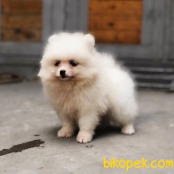 Pomeranian Yavrularımız Sağlık Garantili 3