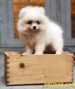 Pomeranian Yavrularımız Sağlık Garantili 1