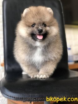 Pomeranian Yavrularımız Sağlık Garantili 2