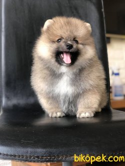 Pomeranian Yavrularımız Sağlık Garantili 1