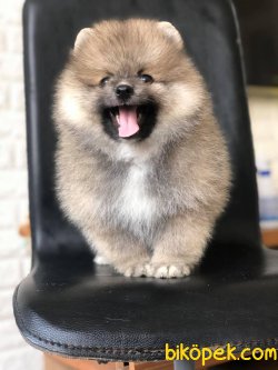 Pomeranian Yavrularımız Sağlık Garantili 3