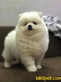 Pomeranian Yavrularımız Sağlık Garantili 2