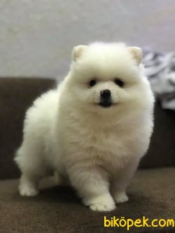Pomeranian Yavrularımız Sağlık Garantili 3