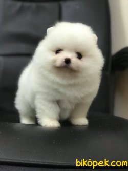 Pomeranian Yavrularımız Sağlık Garantili 1