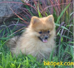 Pomeranian Yavrularımız Sağlık Garantili 1