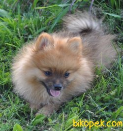 Pomeranian Yavrularımız Sağlık Garantili 3