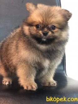 Pomeranian Yavrularımız Sağlık Garantili 1