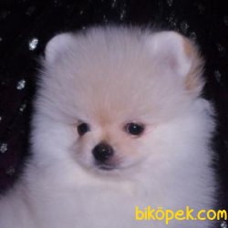Pomeranian Yavrularımız Sağlık Garantili 1