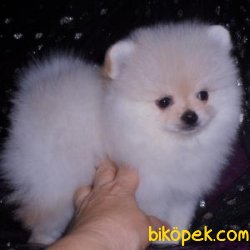 Pomeranian Yavrularımız Sağlık Garantili 2