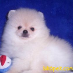 Pomeranian Yavrularımız Sağlık Garantili 3