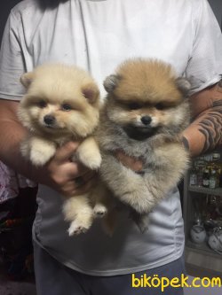 Pomeranian Yavrularımız Show Kaliteli 3