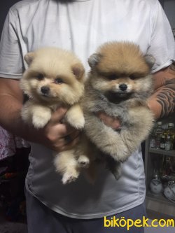 Pomeranian Yavrularımız Show Kaliteli 2
