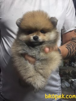 Pomeranian Yavrularımız Show Kaliteli 1