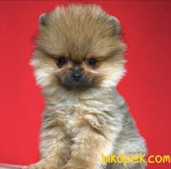 Pomeranian Yavrumuz Gelmiştir 1