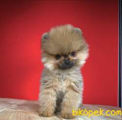Pomeranian Yavrumuz Gelmiştir 2