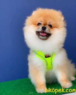 Pomeranian Yavrumuz Gelmiştir 2