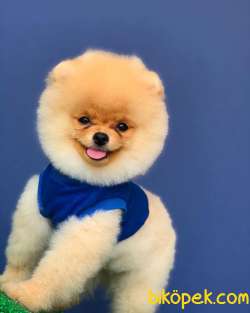 Pomeranian Yavrumuz Gelmiştir 1