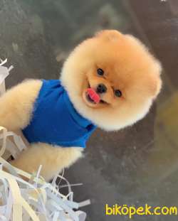 Pomeranian Yavrumuz Gelmiştir 3