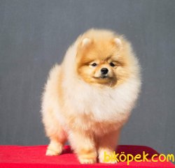 Pomeranian Yetişkin 1