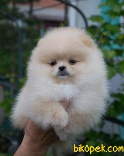 Pomeranian Yetişkin 2