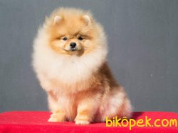 Pomeranian Yetişkin 3