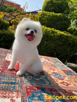 Pomeranianboo 1 Yaş Erkek 4
