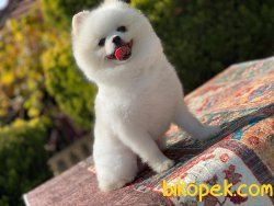 Pomeranianboo 1 Yaş Erkek 3