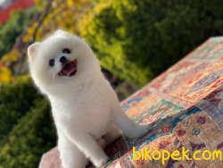 Pomeranianboo 1 Yaş Erkek 2