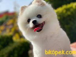 Pomeranianboo 1 Yaş Erkek 1
