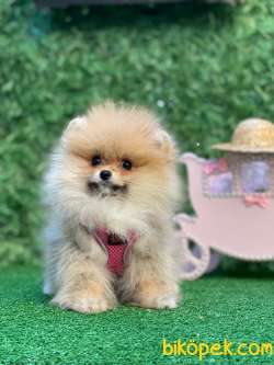 Pomeranianboo Minik Kız 4