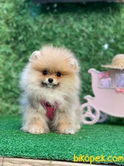 Pomeranianboo Minik Kız 1