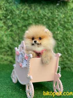 Pomeranianboo Minik Kız 3