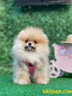 Pomeranianboo Minik Kız 2